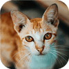 Cat-tastic Puzzle Challenge – Feline Jigsaw Fun