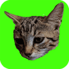 Catch Cats – Catball and the Art of Feline Physics